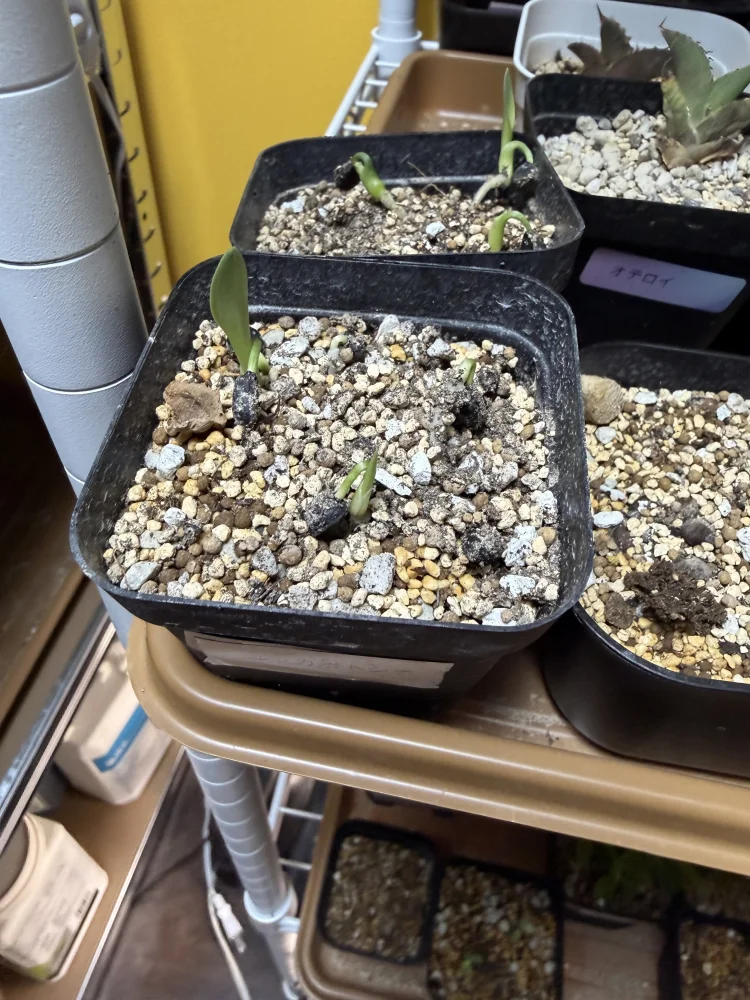 Yucca potosina (ユッカ ポトシナ)