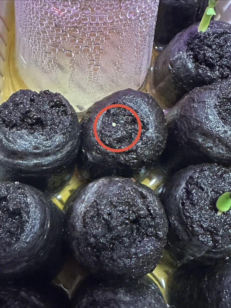 Aztekium ritteri (アズテキウム リッテリ 花籠)