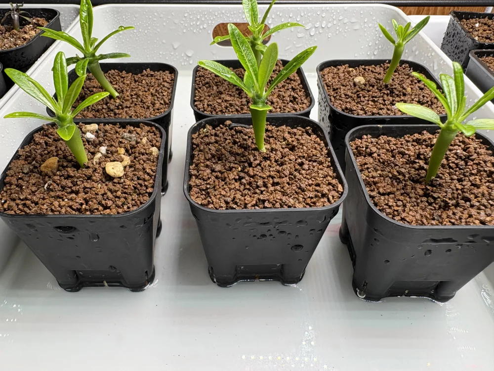 Pachypodium ambongense (パキポディウム アンボンゲンセ)