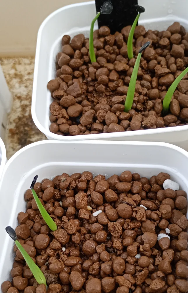 Agave deserti var. deserti (アガベ デザーティ)