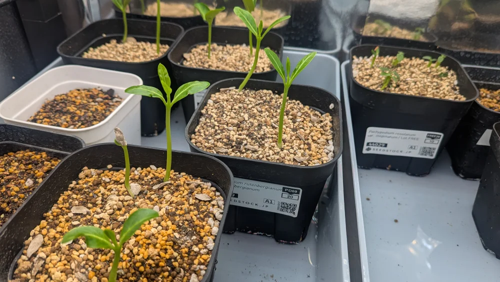 Pachypodium rutenbergianum var. rutenbergianum (パキポディウム ルテンベルギアナム)