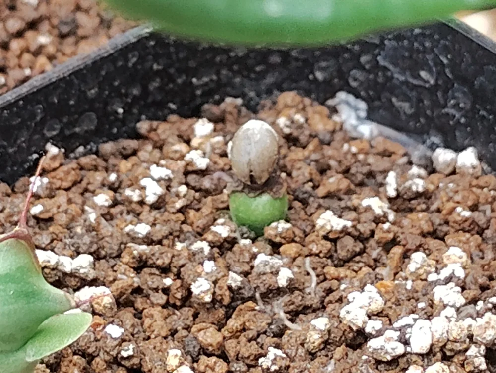 Euphorbia robecchii (ユーフォルビア ロベッキー)