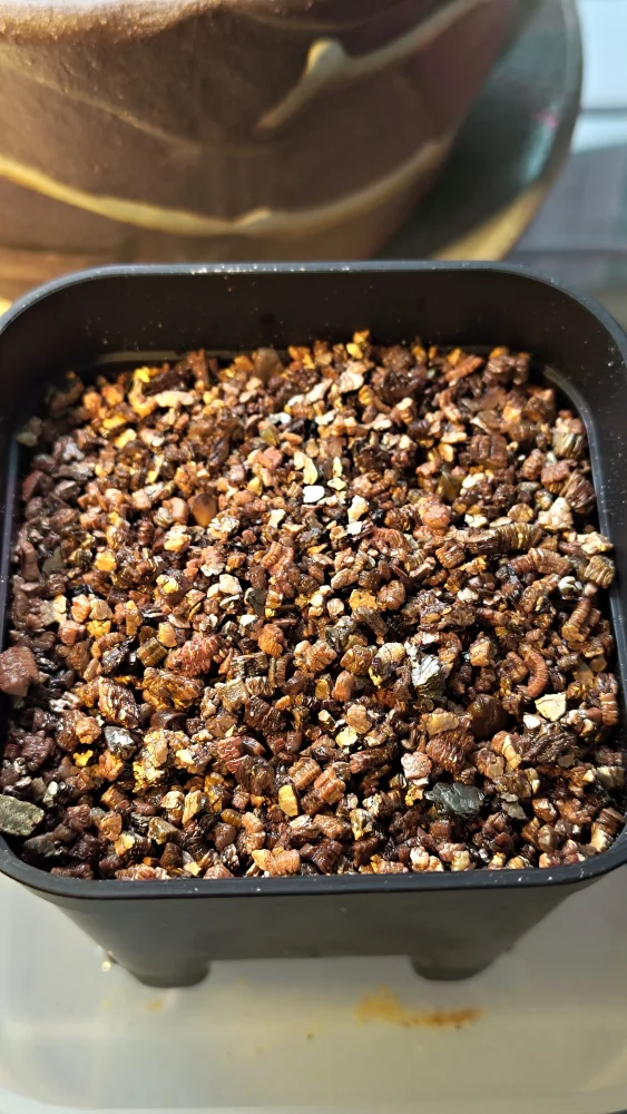 Senna meridionalis (センナ メリディオナリス)