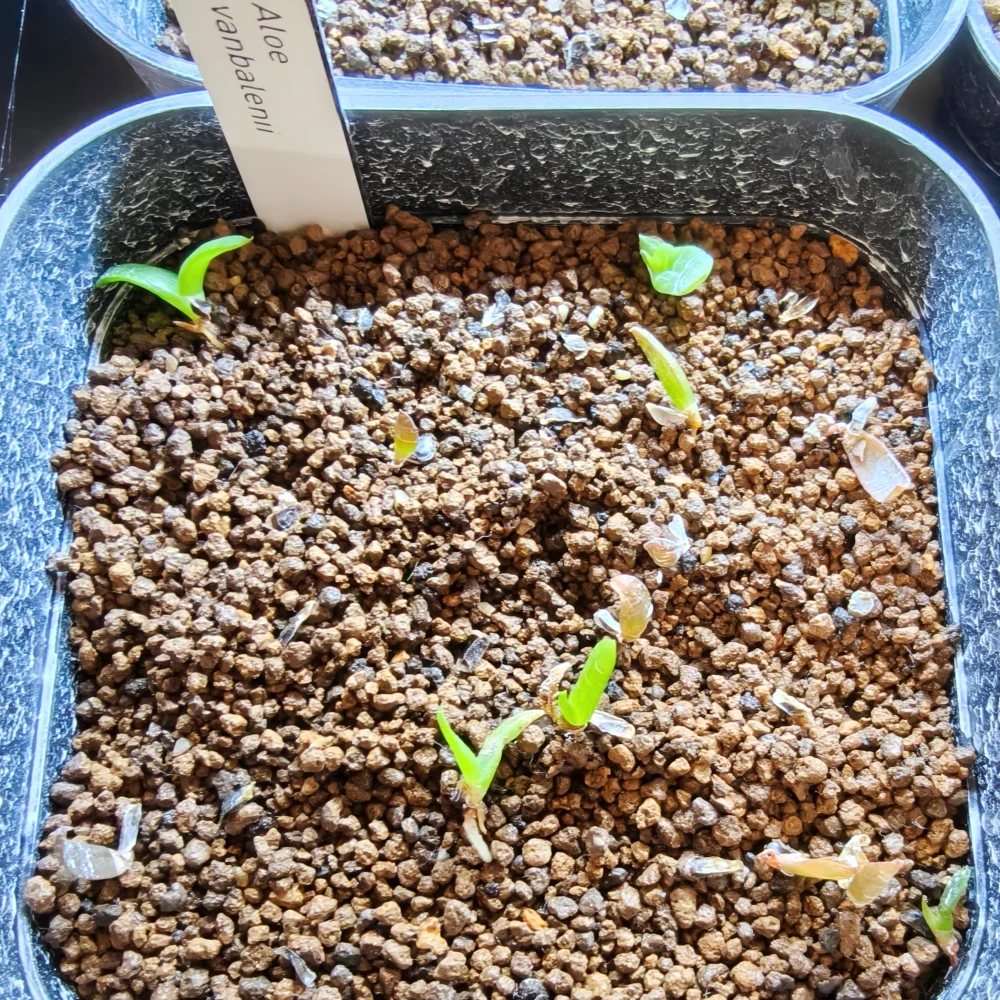 Aloe vanbalenii (アロエ バンバレニー)