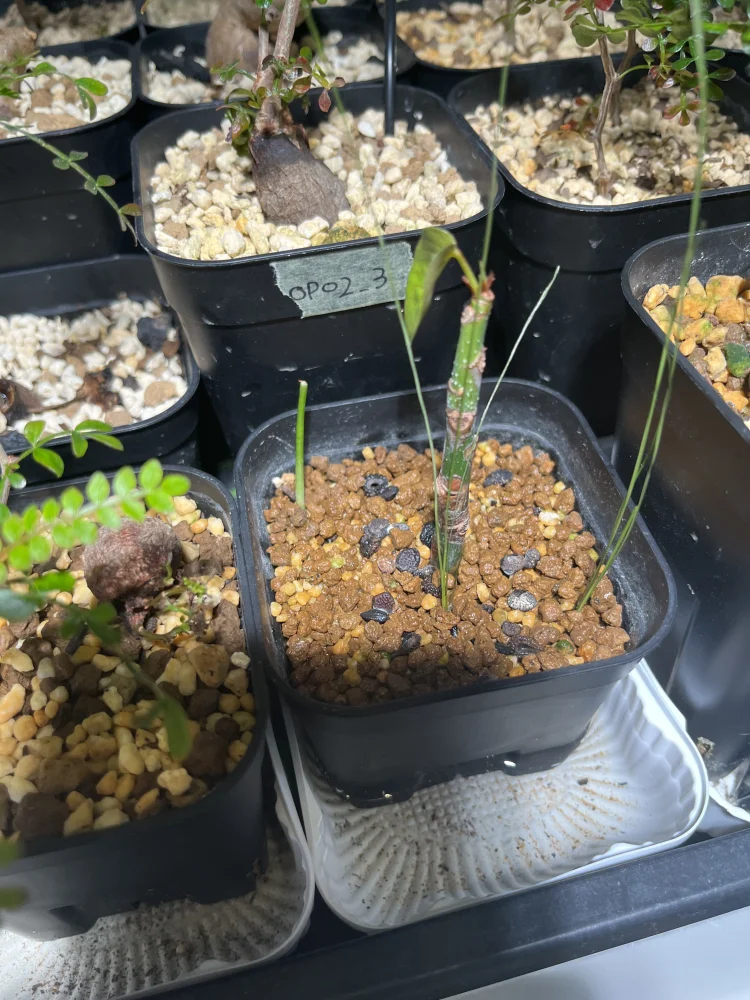 Adenia glauca ([種子/高難度] アデニア グラウカ)