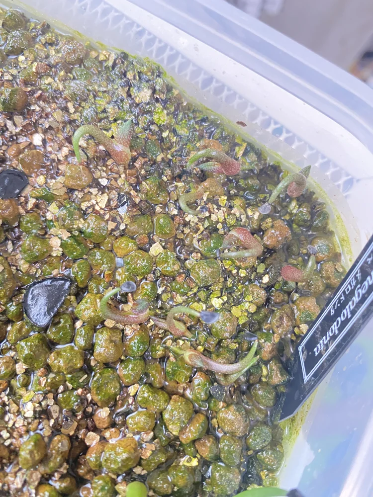 Agave megalodonta (アガベ メガロドンタ)