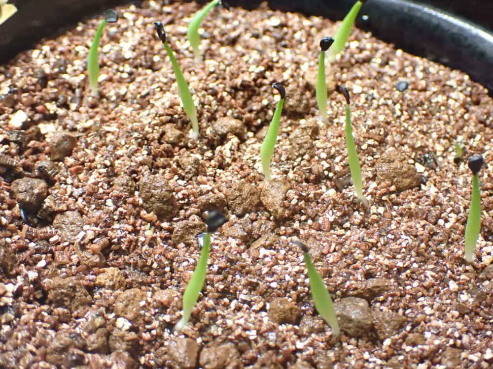 Agave horrida Chocolate Thorns (アガベ ホリダ チョコレートソーン)