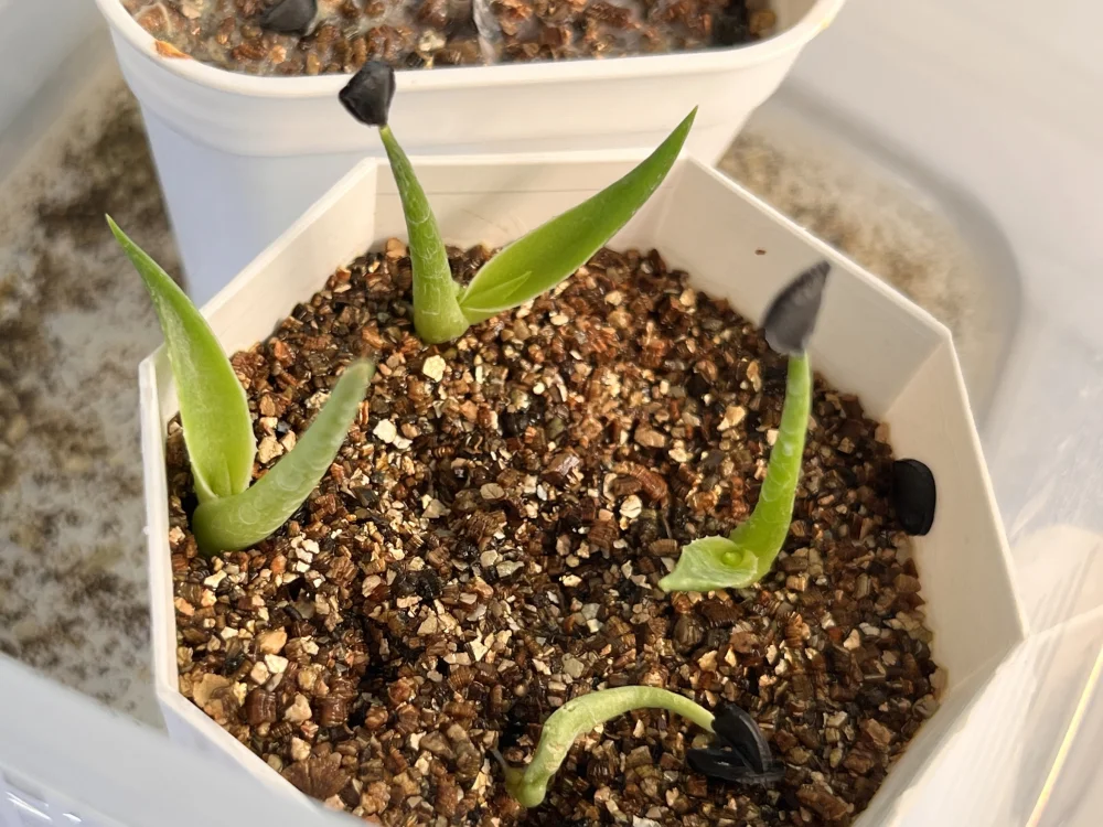 Agave gigantensis (アガベ ギガンテンシス)