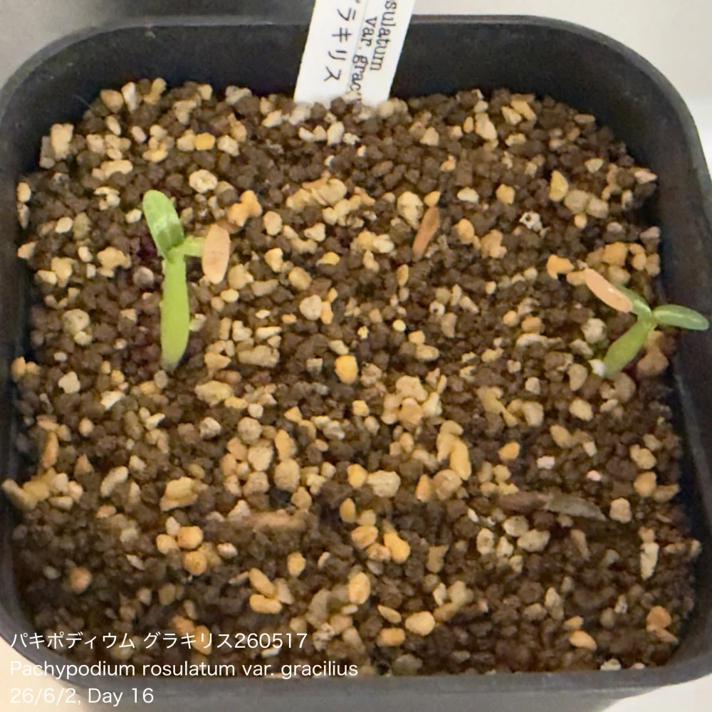 種子] パキポディウム グラキリス Lot.2026MAY Pachypodium rosulatum
