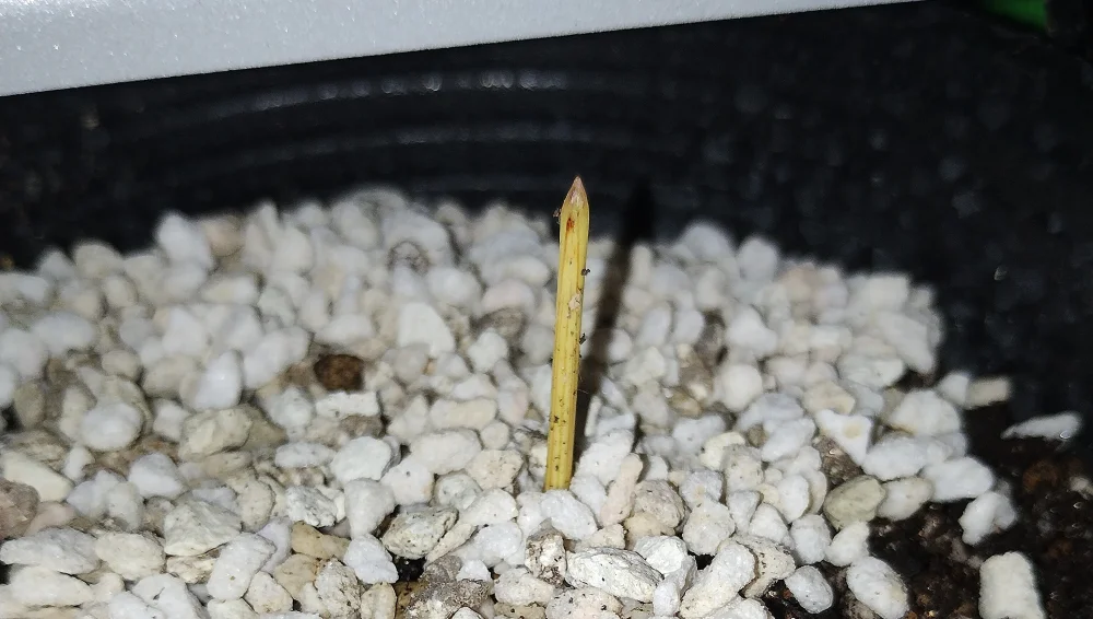 Bismarckia nobilis Silver (ビスマルキア ノビリス シルバー)