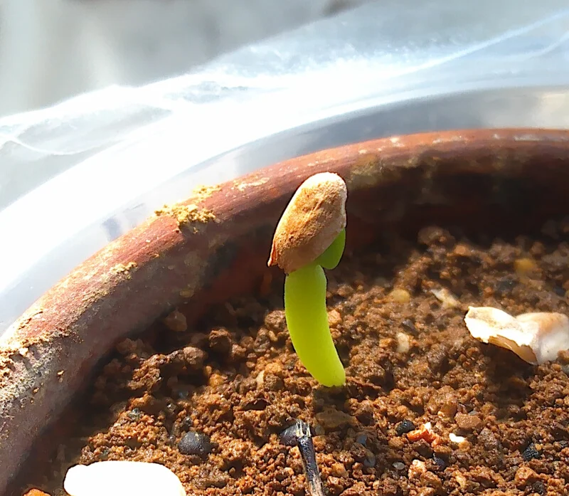Pachypodium rosulatum var. makayense Lot. FREE ([2026/6/8ご注文分で終了｜プレゼント種子] パキポディウム マカイエンセ)