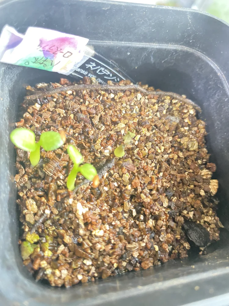 Pachypodium rosulatum var. inopinatum ([プレゼント種子 3月22日まで] パキポディウム イノピナツム)