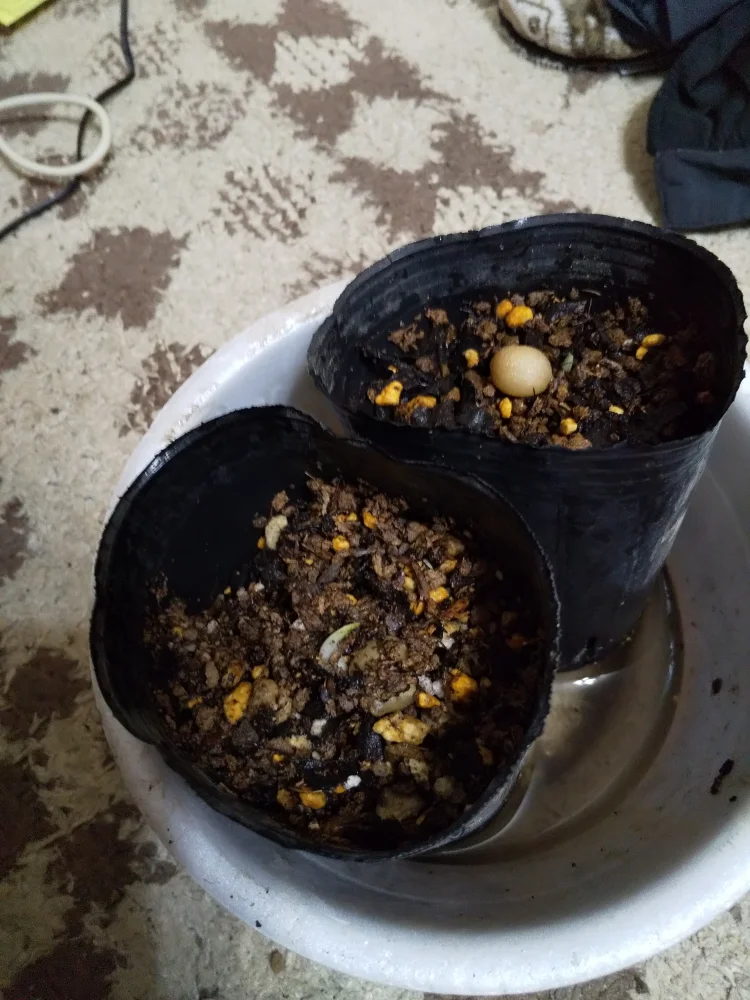 Clivia robusta (クリビア ロブスタ （クンシラン）)