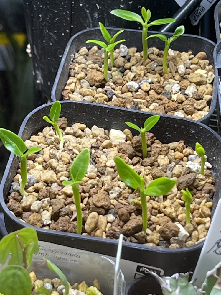 パキポディウム アンボンゲンセ Pachypodium ambongense