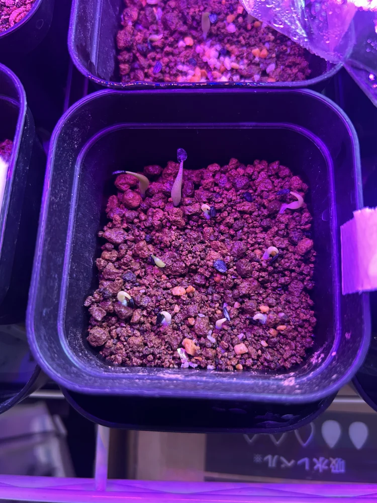 Agave titanota Blue (アガベ チタノタブルー)