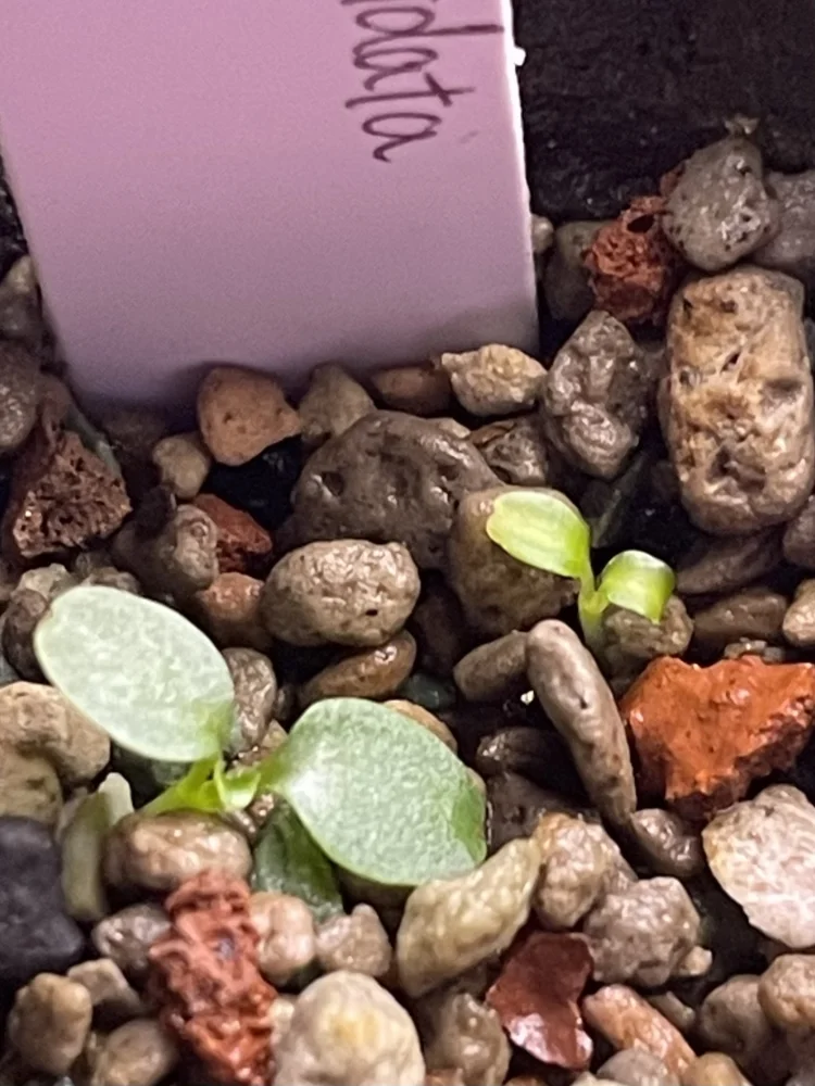 Dorstenia cuspidata (ドルステニア クスピダータ)