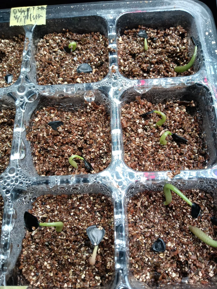 アガベ イシスメンシス Agave isthmensis | 人気品種 耐寒性 レア 雷帝 メキシコ原産