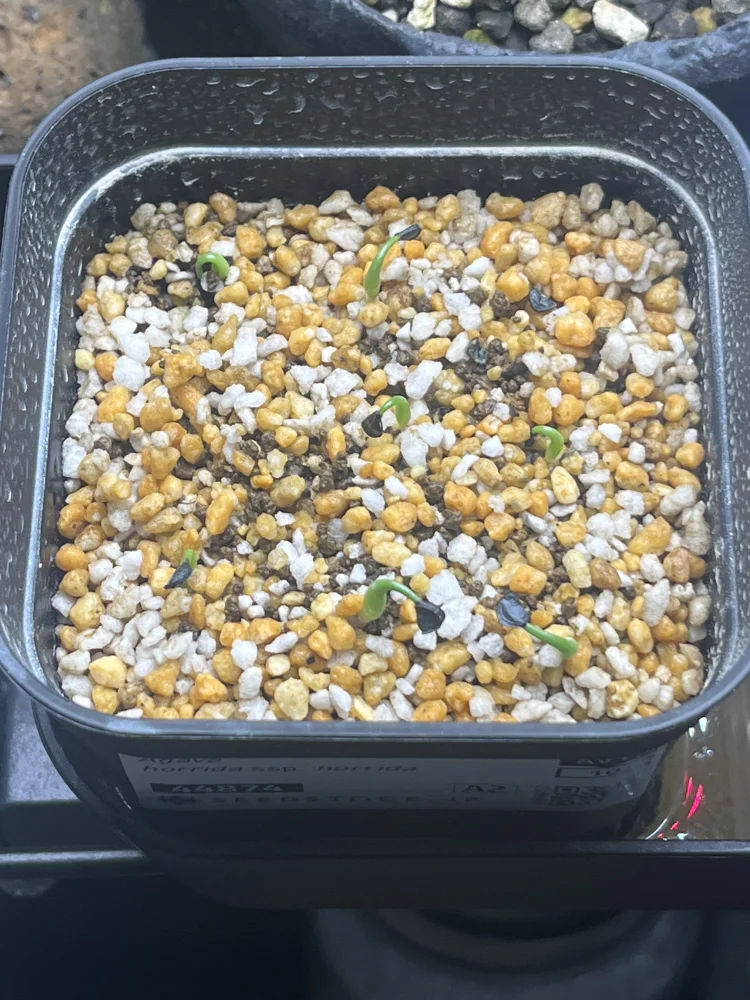 アガベホリダ、ユーフォルビアオベサ