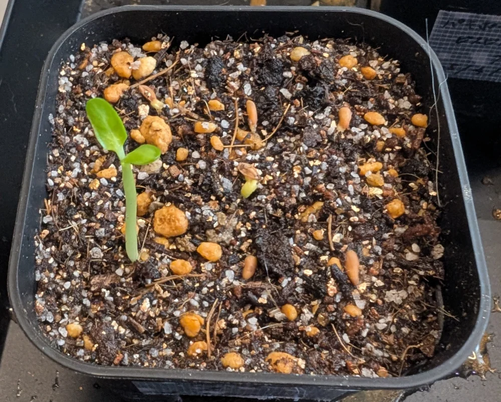 Pachypodium rosulatum var. gracilius Lot. (パキポディウム グラキリス)