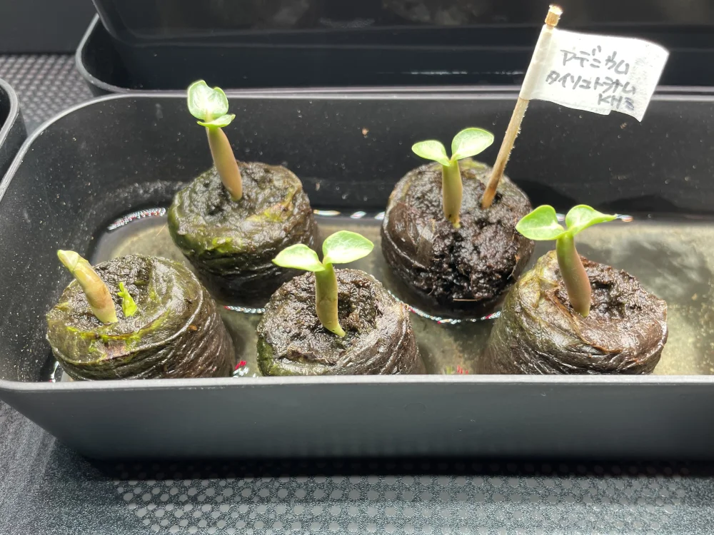 KHZ Adenium thai socotranum KHZ (アデニウム タイ ソコトラナム)