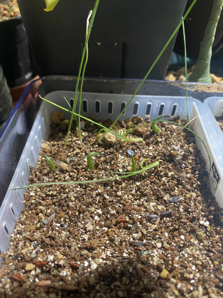 Agave titanota Blue (アガベ チタノタブルー)