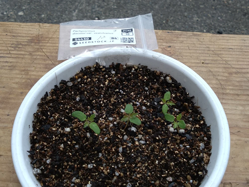 Pachycormus discolor var. veatchianus (パキコルムス ディスカラー ビーチアナス)