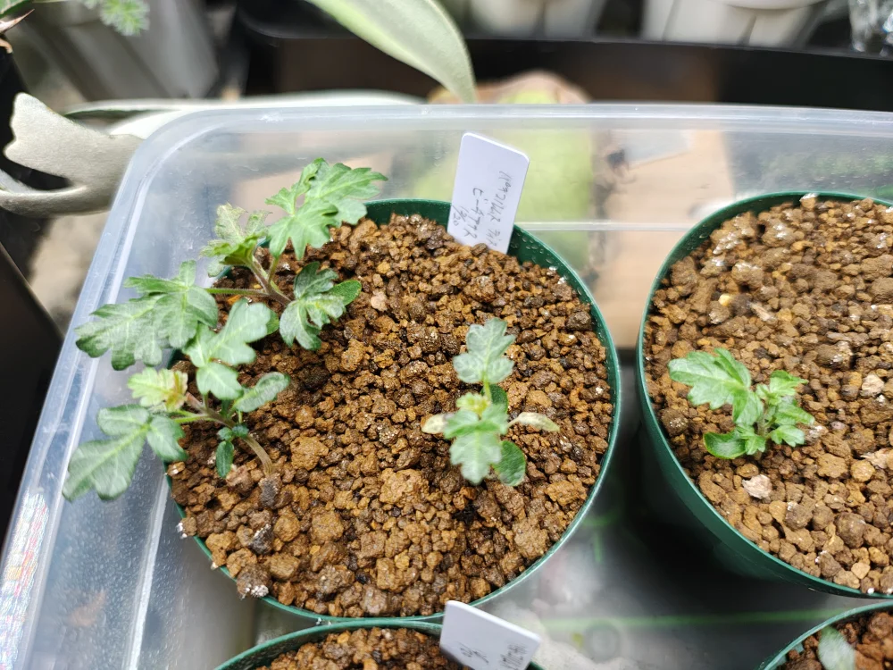 Pachycormus discolor var. veatchianus (パキコルムス ディスカラー ビーチアナス)