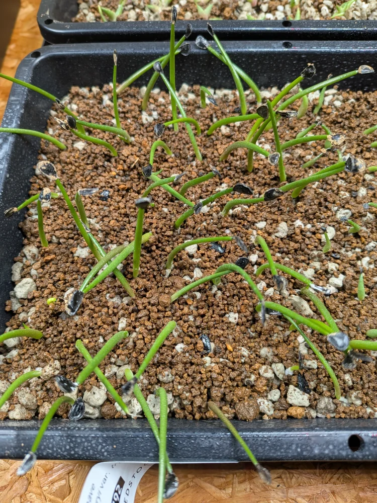 Agave parryi var. truncata (アガベ パリー トランカータ)