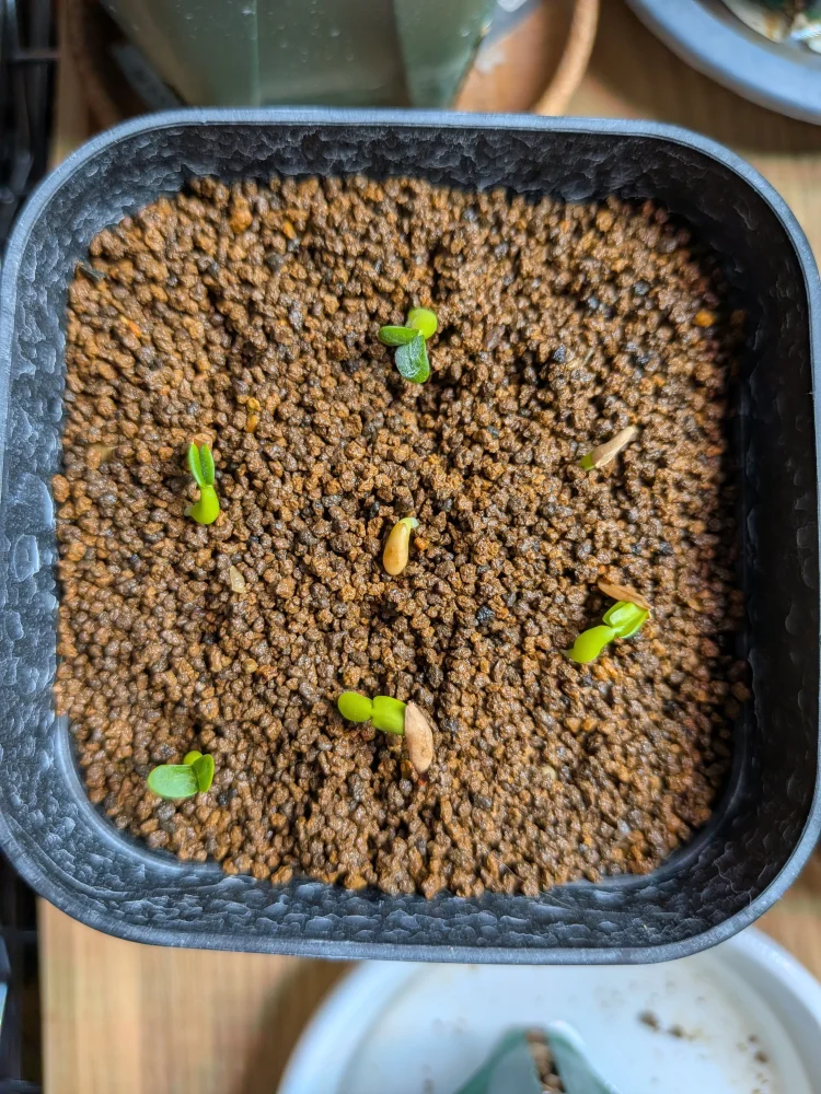 Pachypodium rosulatum ssp. makayense (パキポディウム マカイエンセ)