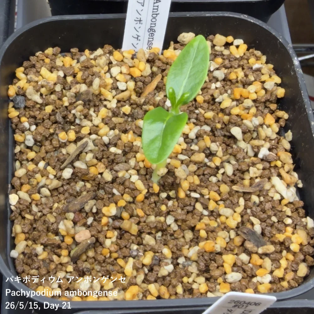 Pachypodium ambongense (パキポディウム アンボンゲンセ)