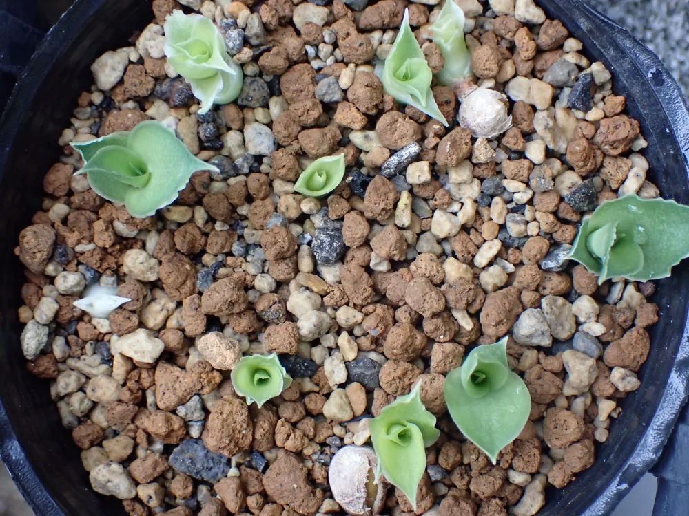 Sansevieria aethiopica (サンセベリア エチオピカ)