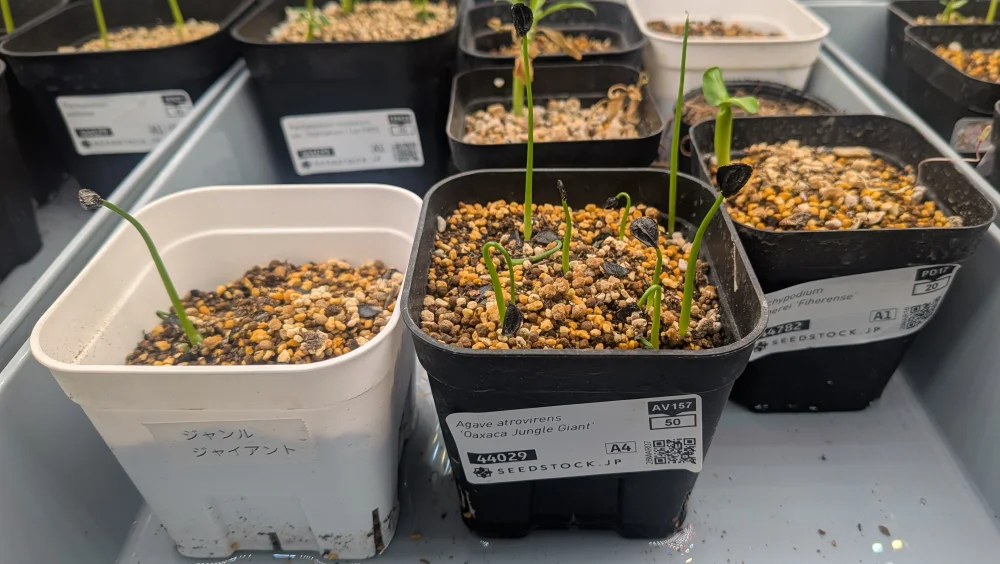 Agave atrovirens Oaxaca Jungle Giant (アガベ オアハカ ジャングル ジャイアント)