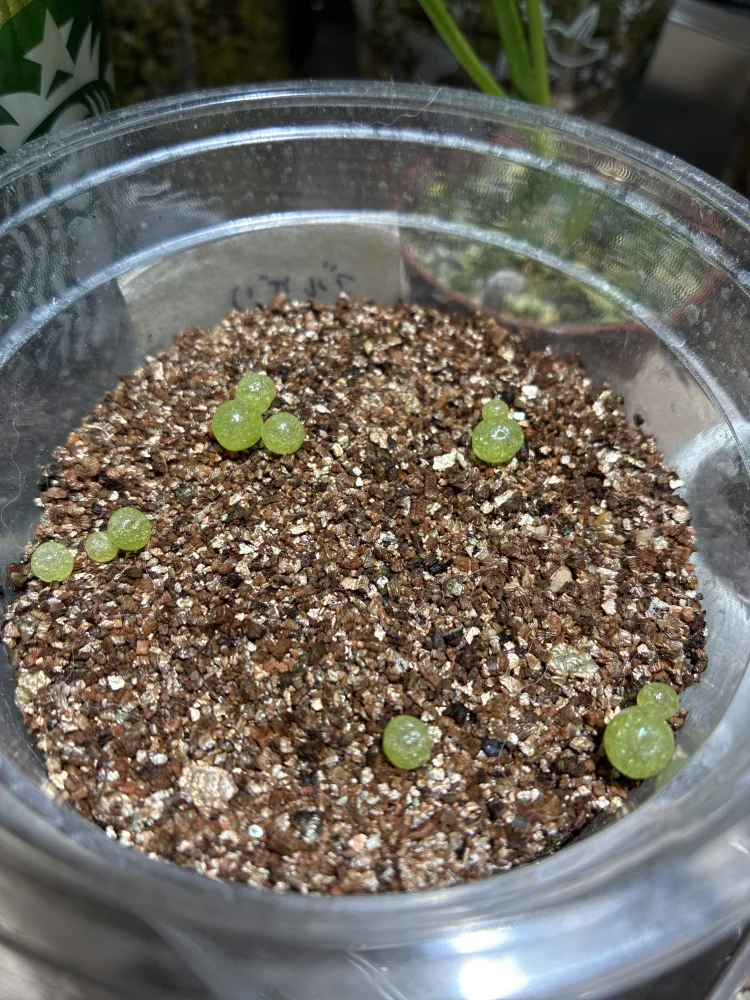 Conophytum burgeri (コノフィツム ブルゲリ)