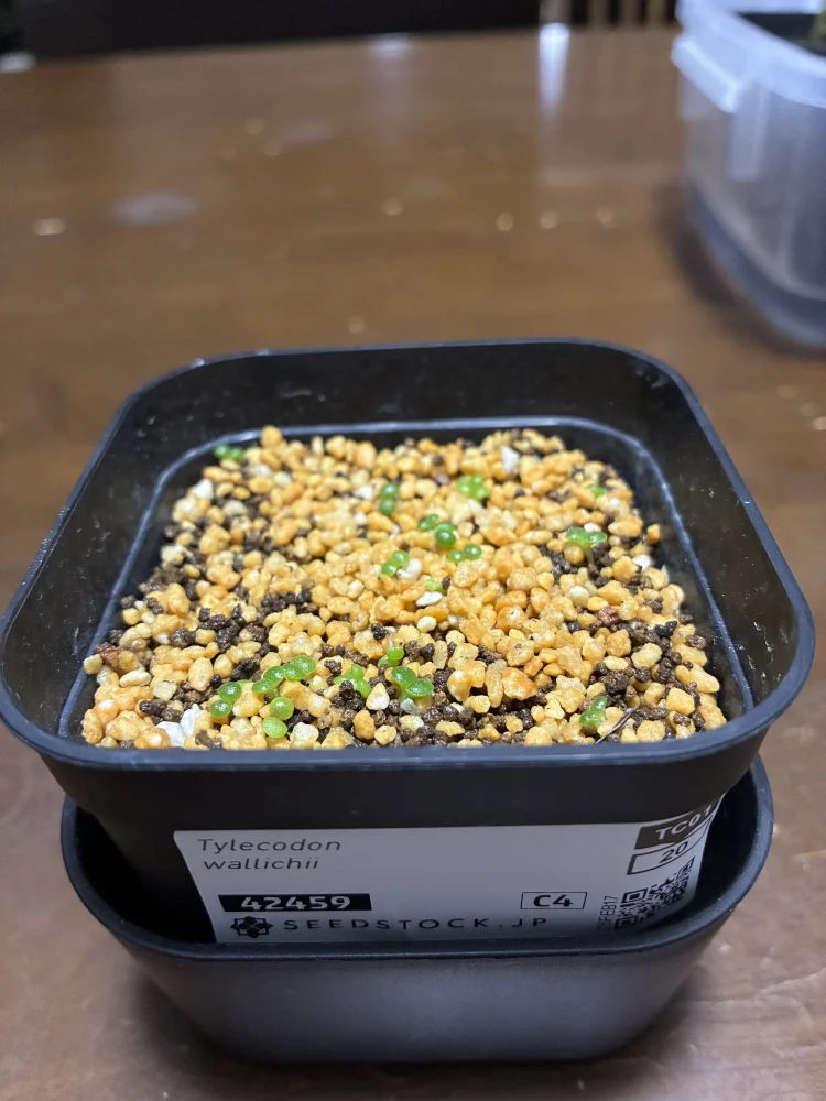 Tylecodon wallichii (ティレコドン ワリチー)