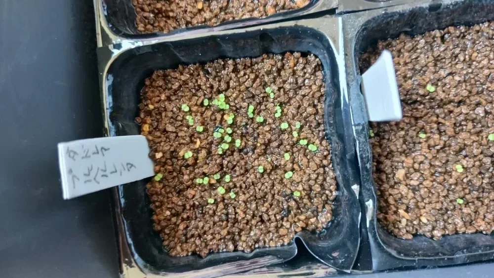 Dudleya pulverulenta (ダドレヤ プルベルレンタ)