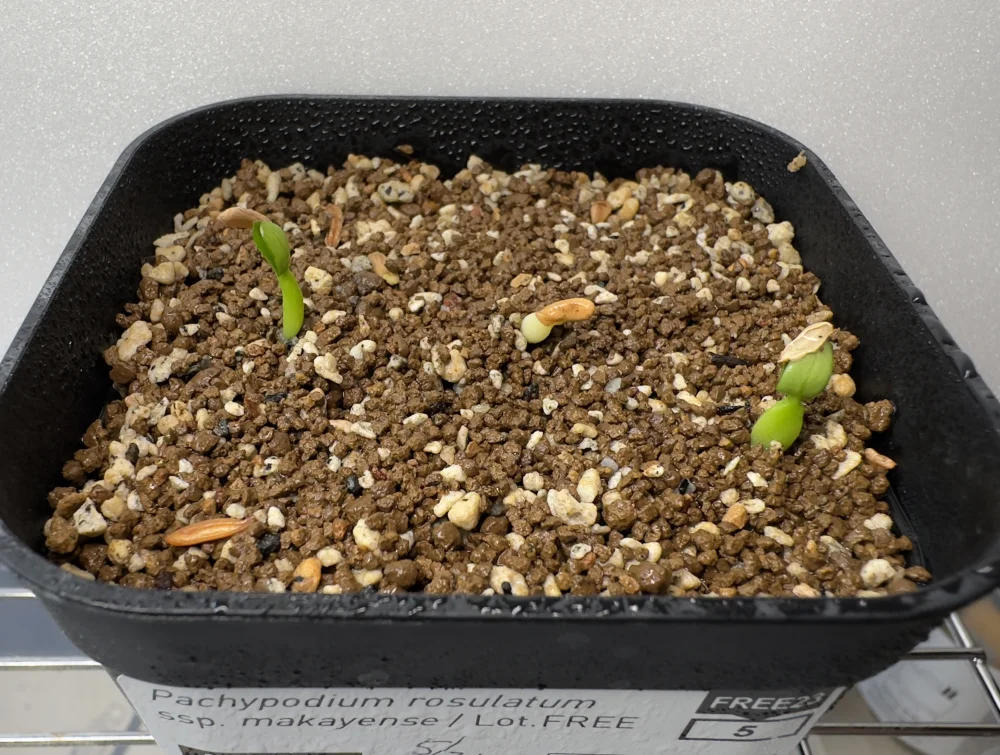 種子専門ショップ 多肉植物・塊根植物・観葉植物 - SEEDSTOCK