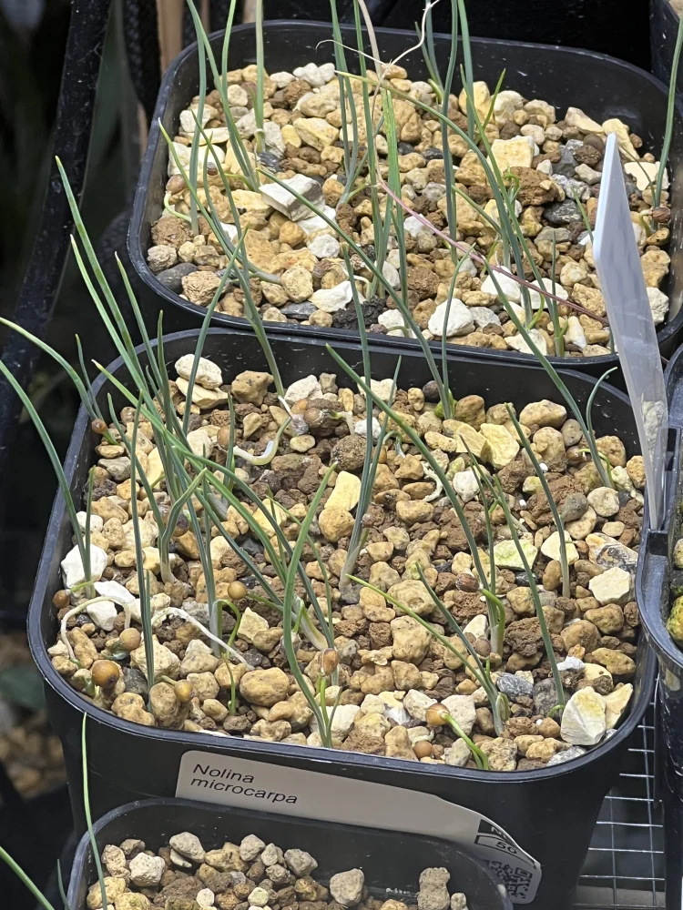 Nolina microcarpa (ノリナ ミクロカルパ)