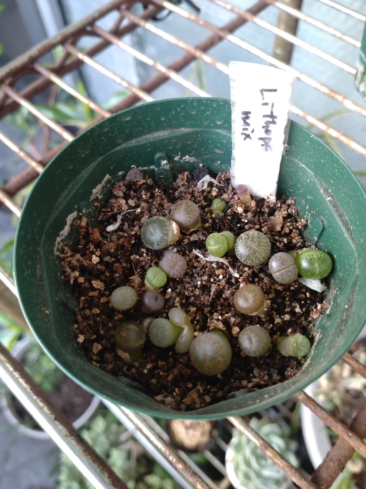 Lithops Mix Seeds (リトープス ミックス)