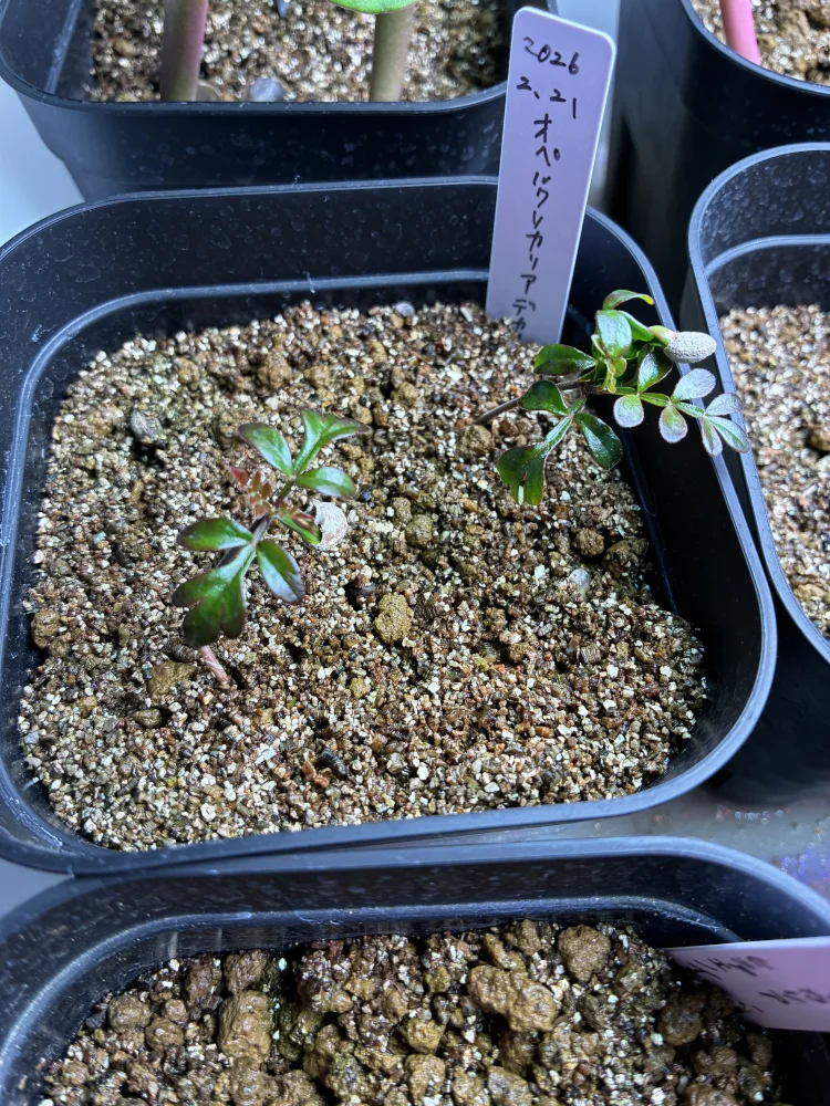 Operculicarya decaryi (オペルクリカリア デカリー)