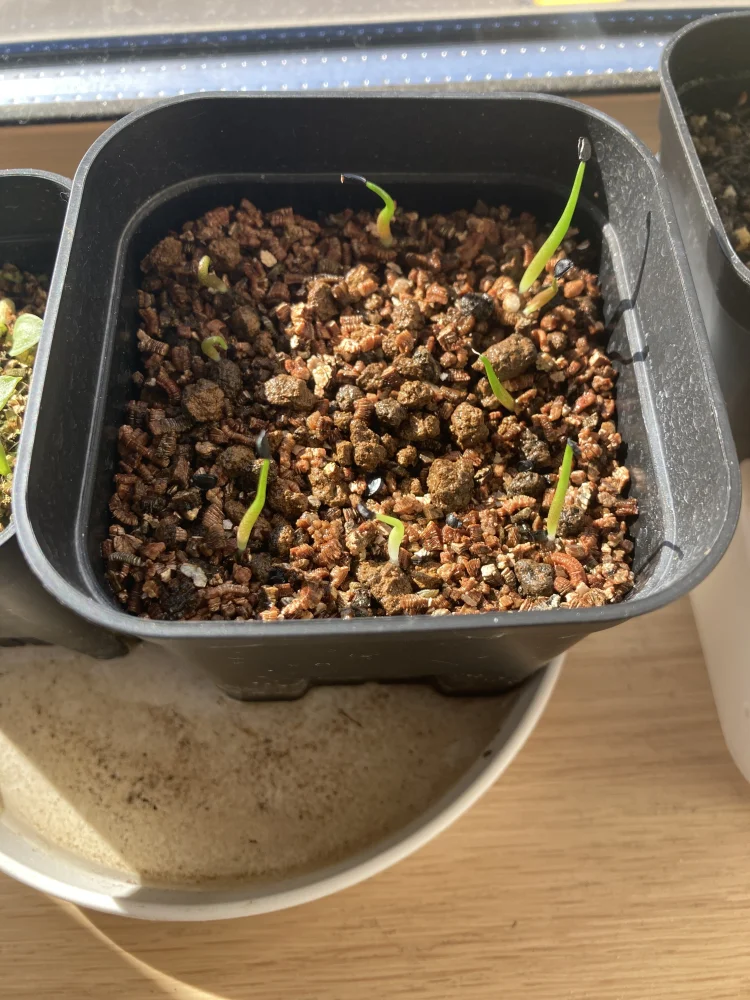 Agave megalodonta (アガベ メガロドンタ)