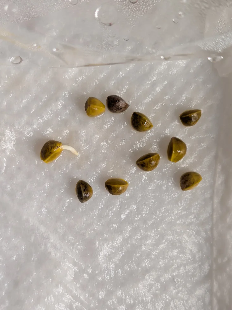 Bursera fagaroides (ブルセラ ファガロイデス)