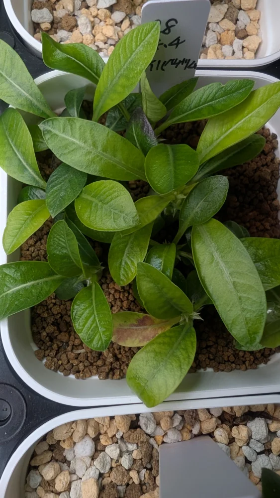Pachypodium rosulatum var. inopinatum (パキポディウム イノピナツム)