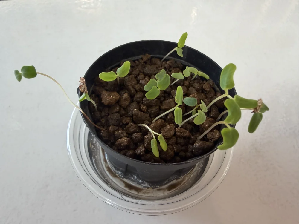 Pachycormus discolor (パキコルムス ディスカラー)