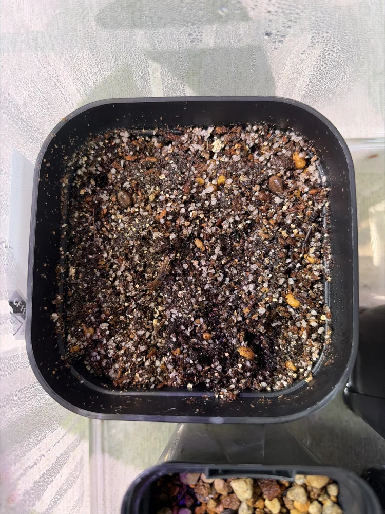 コミフォラ ワイティ Commiphora wightii