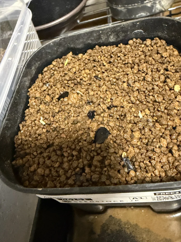 [プレゼント種子] Agave (unknown) メキシコ産謎のアガベ種子  Lot.FREE