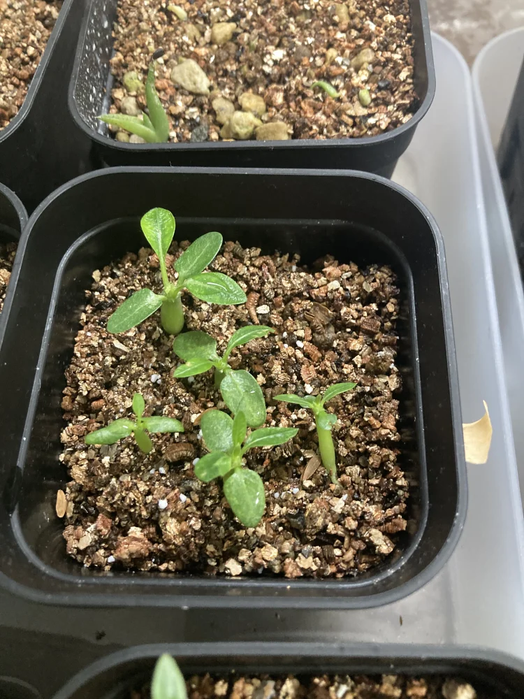 Pachypodium rosulatum ssp. makayense (パキポディウム マカイエンセ)