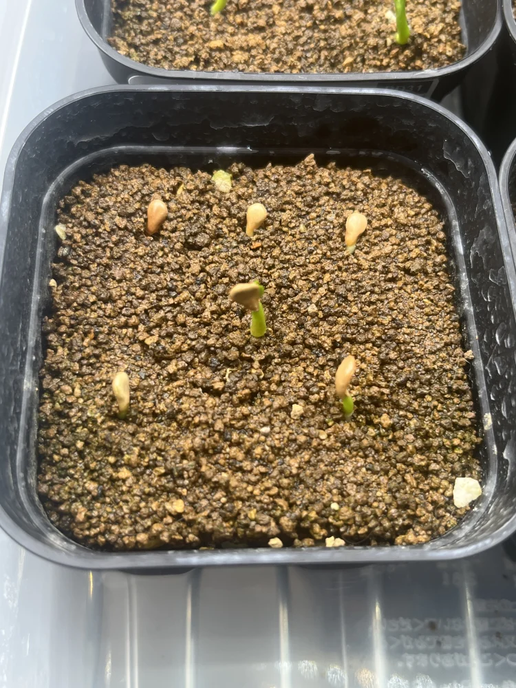 パキポディウム ウィンゾリー Pachypodium windsorii