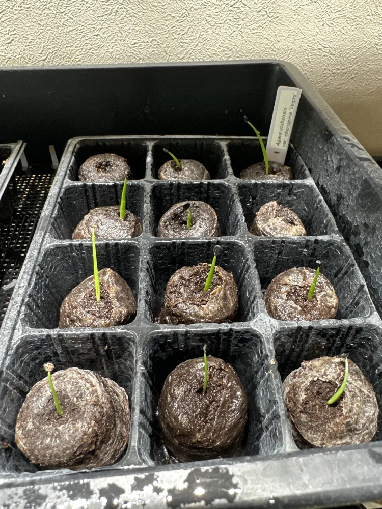 アガベ エボリスピナ ヴェガス Agave utahensis var. eborispina Vegas｜多肉植物 レア品種 発芽簡単