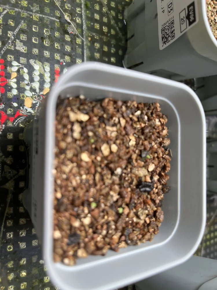 Echeveria elegans El Chico (エケベリア エレガンス エルチコ)