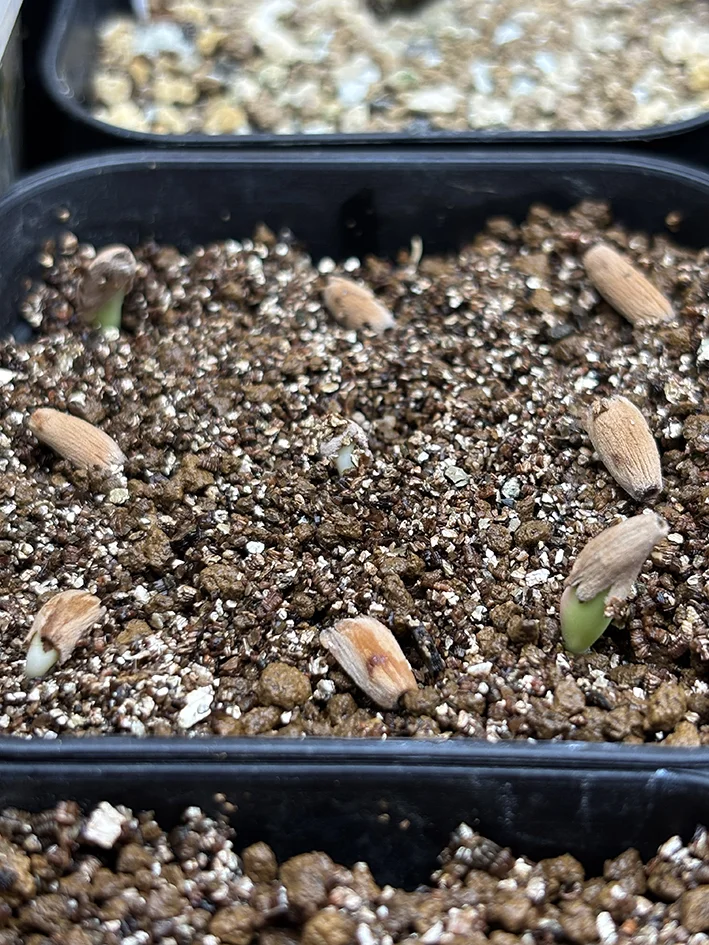 Adenium arabicum King Kong (アデニウム アラビカム キングコング)